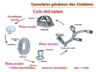 Caractères généraux des CnidairesCaractères généraux des Cnidaires
11
Cycle vital typique
Phase sexuée
Phase asexuée
Fécondation
externe
Cellules interstitielles gonocytes (gonades) spzs + ovules
Méiose
Phase sexuée:
 
