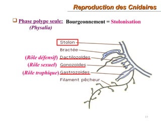 Reproduction des CnidairesReproduction des Cnidaires
13
 Phase polype seule:
(Physalia)
Bourgeonnement = Stolonisation
(Rôle trophique)
(Rôle sexuel)
(Rôle défensif)
 