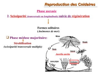 Reproduction des CnidairesReproduction des Cnidaires
14
2. Scissiparité (transversale ou longitudinale) suivie de régénération
Phase asexuée
Formes solitaires
(Anémones de mer)
Strobilisation
(scissiparité transversale multiple)
 Phase méduse majoritaire:
Aurelia aurita
 