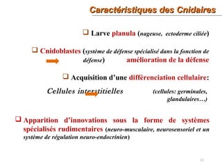 Caractéristiques des CnidairesCaractéristiques des Cnidaires
15
 Larve planula (nageuse, ectoderme ciliée)
 Cnidoblastes (système de défense spécialisé dans la fonction de
défense) amélioration de la défense
 Acquisition d’une différenciation cellulaire:
Cellules interstitielles (cellules: germinales,
glandulaires…)
 Apparition d’innovations sous la forme de systèmes
spécialisés rudimentaires (neuro-musculaire, neurosensoriel et un
système de régulation neuro-endocrinien)
 