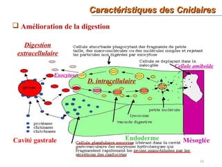 Caractéristiques des CnidairesCaractéristiques des Cnidaires
16
 Amélioration de la digestion
Cavité gastrale Endoderme Mésoglée
Digestion
extracellulaire
D. intracellulaire
Exocytose
Cellule amiboïde
 