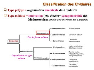 17
Classification des CnidairesClassification des Cnidaires
 Type polype = organisation ancestrale des Cnidaires
 Type méduse = innovation (état dérivé)= synapomorphie des
Médusozoaires (et non de l’ensemble des Cnidaires)
Pas de forme méduse
Organisation de type
méduse
 
