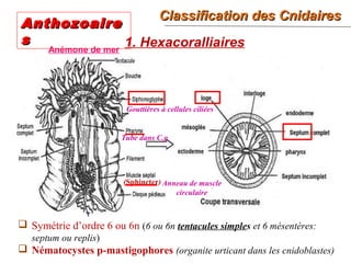 Classification des CnidairesClassification des Cnidaires
19
1. Hexacoralliaires
 Symétrie d’ordre 6 ou 6n (6 ou 6n tentacules simples et 6 mésentères:
septum ou replis)
 Nématocystes p-mastigophores (organite urticant dans les cnidoblastes)
(Sphincter)
Anémone de mer
Tube dans C.g
Gouttières à cellules ciliées
AnthozoaireAnthozoaire
ss
Anneau de muscle
circulaire
 