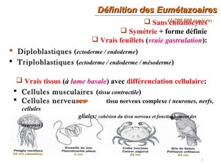 Définition des EumétazoairesDéfinition des Eumétazoaires
2
(1.200.000 espèces) Sans choanocytes
 Symétrie + forme définie
 Vrais feuillets (vraie gastrulation):
 Triploblastiques (ectoderme / endoderme / mésoderme)
 Diploblastiques (ectoderme / endoderme)
 Vrais tissus (à lame basale) avec différenciation cellulaire:
 Cellules musculaires (tissu contractile)
 Cellules nerveuses tissu nerveux complexe ( neurones, nerfs,
cellules
gliales: cohésion du tissu nerveux et fonctionnement des
neurones)
 