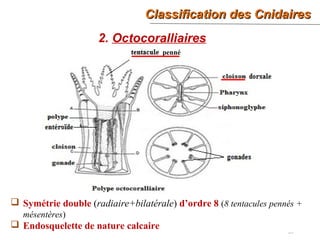 Classification des CnidairesClassification des Cnidaires
20
2. Octocoralliaires
 Symétrie double (radiaire+bilatérale) d’ordre 8 (8 tentacules pennés +
mésentères)
 Endosquelette de nature calcaire
penné
 
