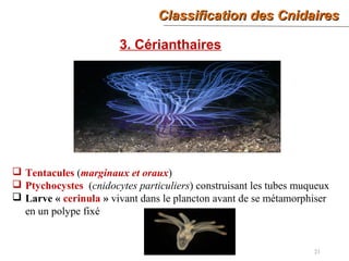Classification des CnidairesClassification des Cnidaires
21
3. Cérianthaires
 Tentacules (marginaux et oraux)
 Ptychocystes (cnidocytes particuliers) construisant les tubes muqueux
 Larve « cerinula » vivant dans le plancton avant de se métamorphiser
en un polype fixé
 