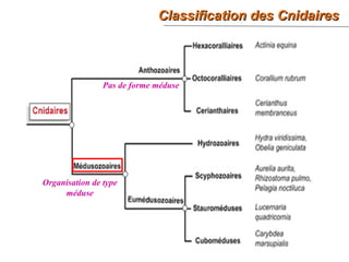 22
Classification des CnidairesClassification des Cnidaires
Pas de forme méduse
Organisation de type
méduse
 