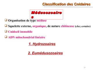 Classification des CnidairesClassification des Cnidaires
23
 Organisation de type méduse
 Squelette externe, organique, de nature chitineuse (chez certains)
 Cnidocil immobile
 ADN mitochondrial linéaire
MédusozoaireMédusozoaire
ss
1. Hydrozoaires
2. Eumédusozoaires
 