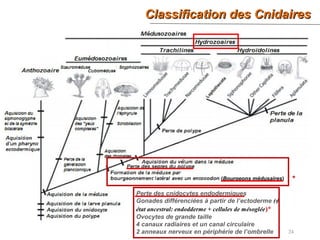 Classification des CnidairesClassification des Cnidaires
24
Perte des cnidocytes endodermiques
Gonades différenciées à partir de l’ectoderme (≠
état ancestral: endodderme + cellules de mésoglée)*
Ovocytes de grande taille
4 canaux radiaires et un canal circulaire
2 anneaux nerveux en périphérie de l’ombrelle
(Bourgeons médusaires) *
 