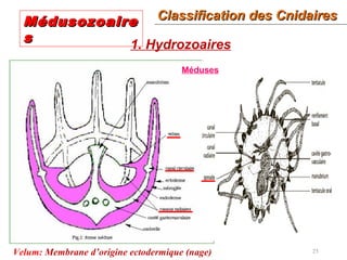 25
1. Hydrozoaires
Méduses
Velum: Membrane d’origine ectodermique (nage)
Classification des CnidairesClassification des Cnidaires
MédusozoaireMédusozoaire
ss
 