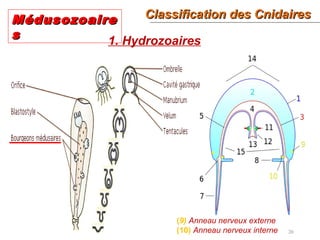 26
1. Hydrozoaires
(9) Anneau nerveux externe
(10) Anneau nerveux interne
Classification des CnidairesClassification des Cnidaires
MédusozoaireMédusozoaire
ss
 
