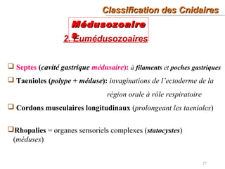 27
2. Eumédusozoaires
MédusozoaireMédusozoaire
ss
 Septes (cavité gastrique médusaire): à filaments et poches gastriques
 Taenioles (polype + méduse): invaginations de l’ectoderme de la
région orale à rôle respiratoire
 Cordons musculaires longitudinaux (prolongeant les taenioles)
Rhopalies = organes sensoriels complexes (statocystes)
(méduses)
Classification des CnidairesClassification des Cnidaires
 