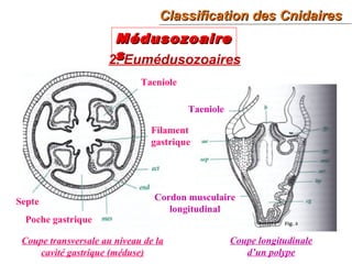 28
2. Eumédusozoaires
MédusozoaireMédusozoaire
ss
Classification des CnidairesClassification des Cnidaires
Septe
Coupe transversale au niveau de la
cavité gastrique (méduse)
Filament
gastrique
Poche gastrique
Taeniole
Cordon musculaire
longitudinal
Coupe longitudinale
d’un polype
Taeniole
 