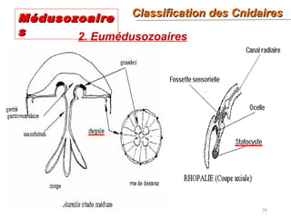 29
2. Eumédusozoaires
MédusozoaireMédusozoaire
ss
Classification des CnidairesClassification des Cnidaires
 