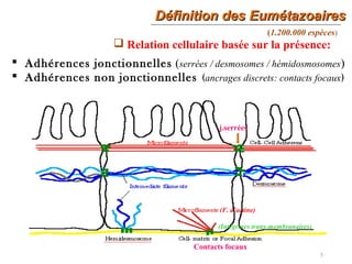 Définition des EumétazoairesDéfinition des Eumétazoaires
3
(1.200.000 espèces)
 Relation cellulaire basée sur la présence:
 Adhérences jonctionnelles (serrées / desmosomes / hémidosmosomes)
 Adhérences non jonctionnelles (ancrages discrets: contacts focaux)
j.serrées
Contacts focaux
(F. d’actine)
(Intégrines trans-membranaires)
 
