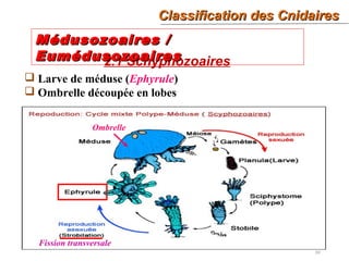 30
2.1 Schyphozoaires
Médusozoaires /Médusozoaires /
EumédusozoairesEumédusozoaires
 Larve de méduse (Ephyrule)
 Ombrelle découpée en lobes
Fission transversale
Ombrelle
Classification des CnidairesClassification des Cnidaires
 