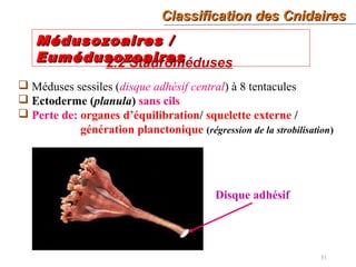 31
2.2 Stauroméduses
Médusozoaires /Médusozoaires /
EumédusozoairesEumédusozoaires
 Méduses sessiles (disque adhésif central) à 8 tentacules
 Ectoderme (planula) sans cils
 Perte de: organes d’équilibration/ squelette externe /
génération planctonique (régression de la strobilisation)
Classification des CnidairesClassification des Cnidaires
Disque adhésif
 