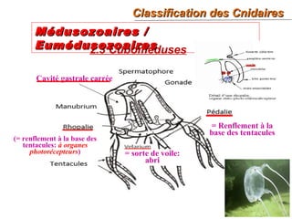 32
2.3 Cuboméduses
Médusozoaires /Médusozoaires /
EumédusozoairesEumédusozoaires
Classification des CnidairesClassification des Cnidaires
= Renflement à la
base des tentacules
Cavité gastrale carrée
(= renflement à la base des
tentacules: à organes
photorécepteurs) = sorte de voile:
abri
 