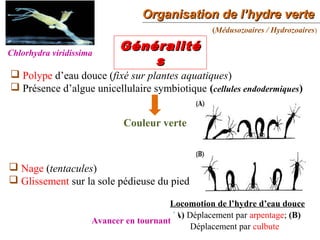 Organisation de l’hydre verteOrganisation de l’hydre verte
33
GénéralitéGénéralité
ss
(Médusozoaires / Hydrozoaires)
 Polype d’eau douce (fixé sur plantes aquatiques)
 Présence d’algue unicellulaire symbiotique (cellules endodermiques)
Couleur verte
 Nage (tentacules)
 Glissement sur la sole pédieuse du pied
Locomotion de l’hydre d’eau douce
(A) Déplacement par arpentage; (B)
Déplacement par culbute
Chlorhydra viridissima
Avancer en tournant
 