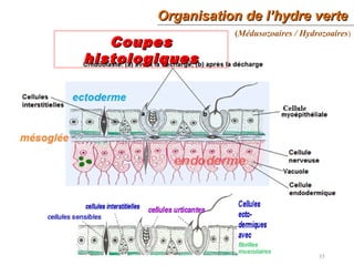 Organisation de l’hydre verteOrganisation de l’hydre verte
35
CoupesCoupes
histologiqueshistologiques
(Médusozoaires / Hydrozoaires)
 