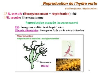 Reproduction de l’hydre verteReproduction de l’hydre verte
36
(Médusozoaires / Hydrozoaires)
 R. asexuée (Bourgeonnement + régénération): été
R. sexuée: hivers/automne
Eté: bourgeons se détachent du pied mère
Pénurie alimentaire: bourgeons fixés sur la mère (colonies)
(tronc)
Reproduction asexuée (Bourgeonnement)
 