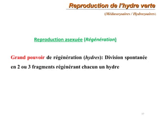 Reproduction de l’hydre verteReproduction de l’hydre verte
37
(Médusozoaires / Hydrozoaires)
Reproduction asexuée (Régénération)
Grand pouvoir de régénération (hydres): Division spontanée
en 2 ou 3 fragments régénérant chacun un hydre
 