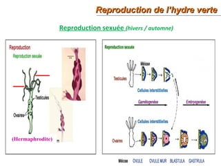 38
Reproduction de l’hydre verteReproduction de l’hydre verte
Reproduction sexuée (hivers / automne)
(Hermaphrodite)
 