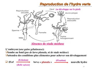 39
(se développe sur le pied)
L’embryon (une gaine gélatineuse):
tombe au fond (pas de larve planula, ni de stade méduse)
attendra des conditions plus clémentes pour achever son développement
 Œuf larve « planula » nouvelle hydre
(Eclosion)
(Belle saison)
Reproduction de l’hydre verteReproduction de l’hydre verte
Absence de stade méduse
(Fixation)
 