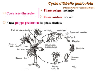 Cycle d’Obelia geniculataCycle d’Obelia geniculata
40
 Cycle type dimorphe
 Phase polype: asexuée
 Phase méduse: sexuée
 Phase polype prédomine la phase méduse
(Médusozoaires / Hydrozoaires)
 