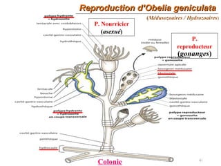 41
Reproduction d’Obelia geniculataReproduction d’Obelia geniculata
Colonie
P. Nourricier
(asexué)
P.
reproducteur
(gonanges)
(Médusozoaires / Hydrozoaires)
 