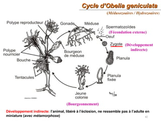 Cycle d’Obelia geniculataCycle d’Obelia geniculata
42
(Fécondation externe)
(Développement
indirecte)
(Bourgeonnement)
(Médusozoaires / Hydrozoaires)
Développement indirecte: l’animal, libéré à l’éclosion, ne ressemble pas à l’adulte en
miniature (avec métamorphose)
 