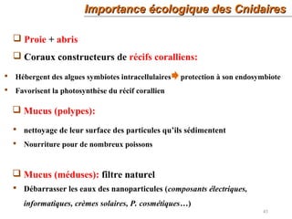 43
Importance écologique des CnidairesImportance écologique des Cnidaires
 Proie + abris
 Coraux constructeurs de récifs coralliens:
 Hébergent des algues symbiotes intracellulaires protection à son endosymbiote
 Favorisent la photosynthèse du récif corallien
 Mucus (polypes):
 nettoyage de leur surface des particules qu’ils sédimentent
 Nourriture pour de nombreux poissons
 Mucus (méduses): filtre naturel
 Débarrasser les eaux des nanoparticules (composants électriques,
informatiques, crèmes solaires, P. cosmétiques…)
 