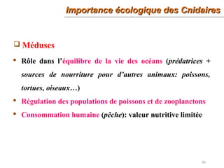 44
Importance écologique des CnidairesImportance écologique des Cnidaires
 Méduses
 Rôle dans l’équilibre de la vie des océans (prédatrices +
sources de nourriture pour d’autres animaux: poissons,
tortues, oiseaux…)
 Régulation des populations de poissons et de zooplanctons
 Consommation humaine (pêche): valeur nutritive limitée
 