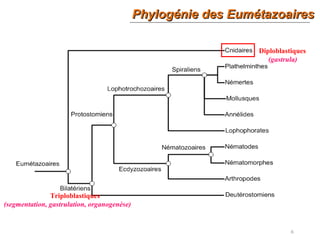 Phylogénie des EumétazoairesPhylogénie des Eumétazoaires
6
Diploblastiques
(gastrula)
Triploblastiques
(segmentation, gastrulation, organogenèse)
 
