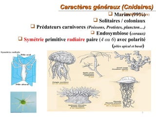 Caractères généraux (Cnidaires)Caractères généraux (Cnidaires)
7
 Marins (99%)
 Solitaires / coloniaux
 Prédateurs carnivores (Poissons, Protistes, plancton…)
 Endosymbiose (coraux)
 Symétrie primitive radiaire paire (4 ou 6) avec polarité
(pôles apical et basal)
(> 10.000 espèces)
 
