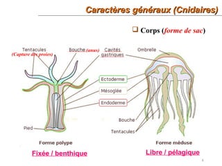 8
 Corps (forme de sac)
(anus)
(Capture des proies)
Caractères généraux (Cnidaires)Caractères généraux (Cnidaires)
Fixée / benthique Libre / pélagique
 