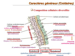 9
 Composition cellulaire diversifiée
Caractères généraux (Cnidaires)Caractères généraux (Cnidaires)
(épithélium externe unistratifié =
tégument)
(épithélium interne unistratifié:
rôle digestif )
Cellules épithélio-musculaires
(myoépithéliales)
Filaments
contractiles (base)
(Renouvellement cellulaire)
(= Cnidocytes:
Cellules urticantes)
(à cil sensoriel)
(cellules digestives flagellées)
D. intracellulaire
(musculo-
nutritives)
(peu nombreuses)
(enzymes: D. extracellulaire)
(C. primitives d’origine ectodermique):
Cavitégastrique
 