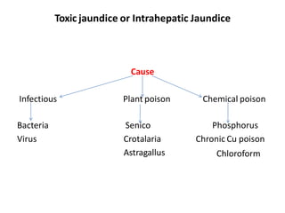 Jaundice pptx Veterinary pathology important | PDF