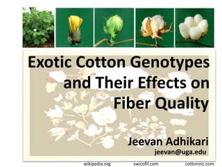 Exotic Cotton Genotypes
Fiber Quality
and Their Effects on
Jeevan Adhikari
jeevan@uga.edu
swicofil.comwikipedia.org cottoninc.com
 