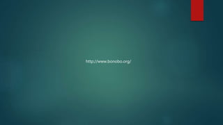 http://www.bonobo.org/
 