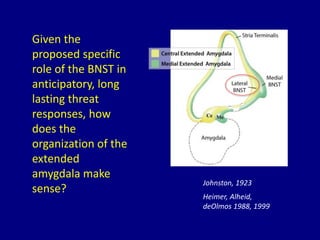 Heimer, Alheid,
deOlmos 1988, 1999
Johnston, 1923
Given the
proposed specific
role of the BNST in
anticipatory, long
lasting threat
responses, how
does the
organization of the
extended
amygdala make
sense?
 
