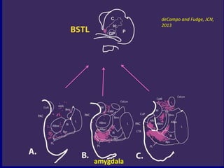 amygdala
deCampo and Fudge, JCN,
2013
 