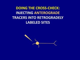 DOING THE CROSS-CHECK:
INJECTING ANTEROGRADE
TRACERS INTO RETROGRADELY
LABELED SITES
 