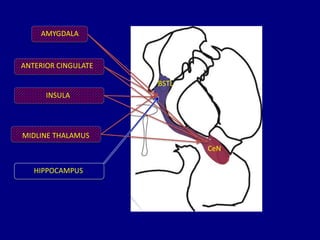 AMYGDALA
ANTERIOR CINGULATE
MIDLINE THALAMUS
INSULA
CeN
BSTL
HIPPOCAMPUS
 