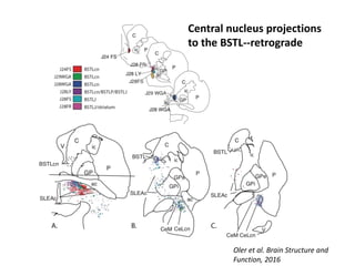 Central nucleus projections
to the BSTL--retrograde
Oler et al. Brain Structure and
Function, 2016
 