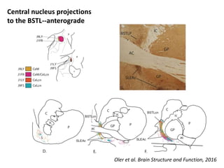 Central nucleus projections
to the BSTL--anterograde
Oler et al. Brain Structure and Function, 2016
 