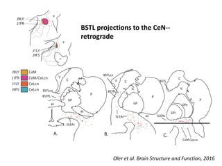 BSTL projections to the CeN--
retrograde
Oler et al. Brain Structure and Function, 2016
 