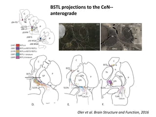 BSTL projections to the CeN--
anterograde
Oler et al. Brain Structure and Function, 2016
 
