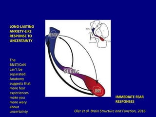 IMMEDIATE FEAR
RESPONSES
LONG-LASTING
ANXIETY-LIKE
RESPONSE TO
UNCERTAINTY
The
BNST/CeN
can’t be
separated.
Anatomy
suggests that
more fear
experiences
make you
more wary
about
uncertainty Oler et al. Brain Structure and Function, 2016
 