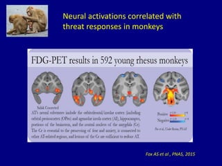 Neural activations correlated with
threat responses in monkeys
Fox AS et al , PNAS, 2015
 